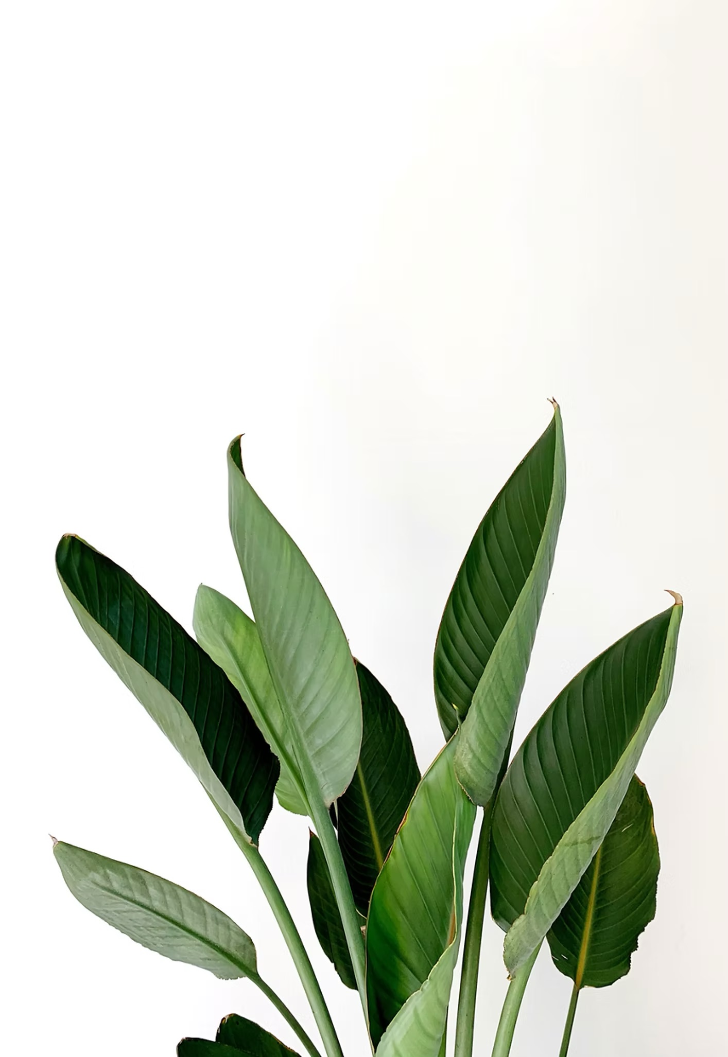 Rustgevende sfeer in de psychologiepraktijk - therapie voor angst, depressie en burn-out in Amsterdam